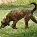 Plott Hound