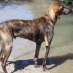 Plott Hound