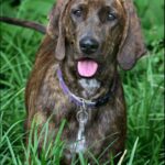 Plott Hound