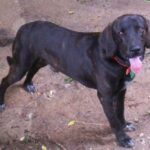 Plott Hound