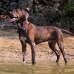 Plott Hound