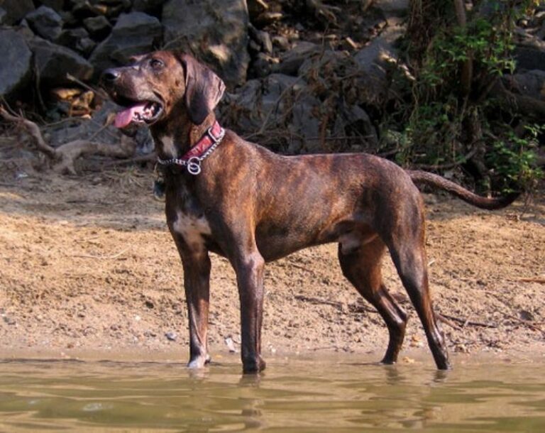 Plott Hound