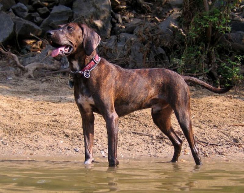 Plott Hound