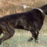 Plott Hound