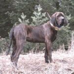 Plott Hound