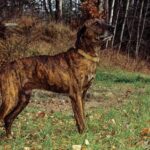 Plott Hound
