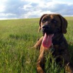 Plott Hound