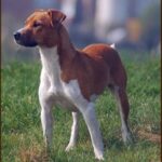 Plummer Terrier