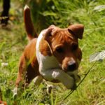 Plummer Terrier