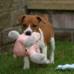 Plummer Terrier