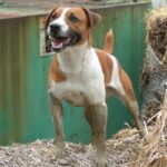 Plummer Terrier