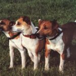 Plummer Terrier