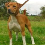 Plummer Terrier