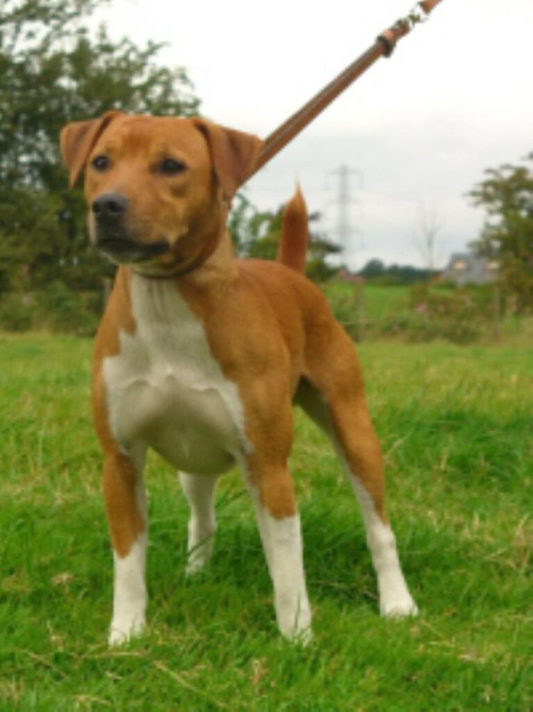 Plummer Terrier