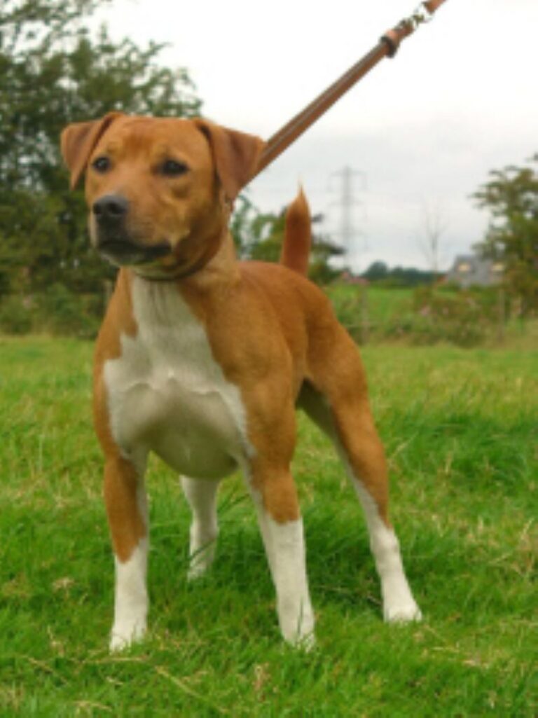 Plummer Terrier