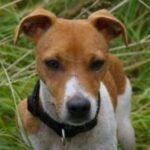 Plummer Terrier