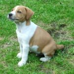 Plummer Terrier