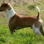 Plummer Terrier