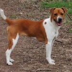 Plummer Terrier