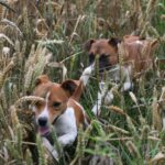 Plummer Terrier
