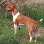 Plummer Terrier