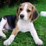 Pocket Beagle