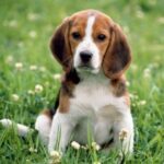 Pocket Beagle
