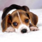 Pocket Beagle