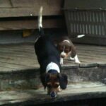 Pocket Beagle