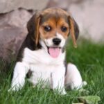 Pocket Beagle