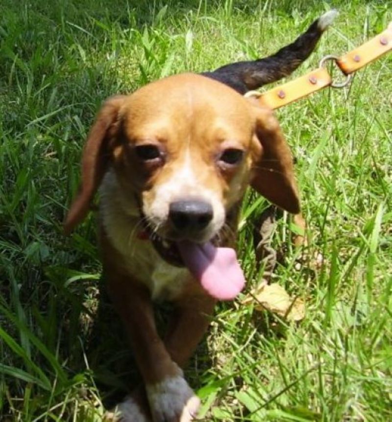 Pocket Beagle