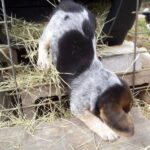Pocket Beagle