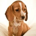 Pocket Beagle