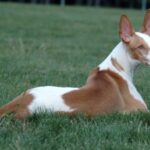Podenco Canario
