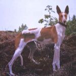 Podenco Canario
