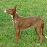 Podenco Canario