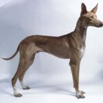 Podenco Canario