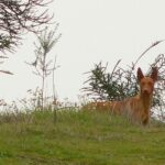 Podenco Canario