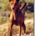 Podenco Canario