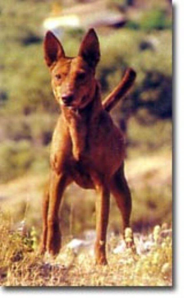 Podenco Canario