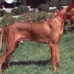 Podenco Canario