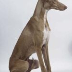 Podenco Canario