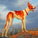 Podenco Ibicenco