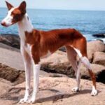 Podenco Ibicenco