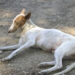 Podenco Ibicenco