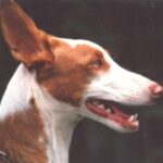 Podenco Ibicenco