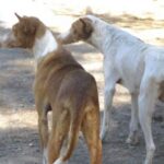 Podenco Ibicenco