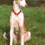 Podenco Ibicenco