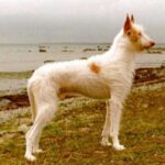Podenco Ibicenco