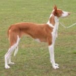 Podenco Ibicenco